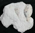 Holocystites (Cystoid) Fossil From Indiana #9048-1